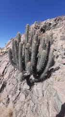 Weberbauerocereus weberbaueri