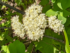 Valeriana californica