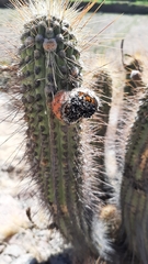 Weberbauerocereus weberbaueri