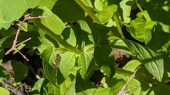 Valeriana californica