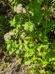 Valeriana californica