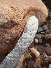 Anacampseros papyracea