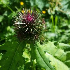 Cirsium alsophilum