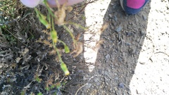 Senecio angustifolius