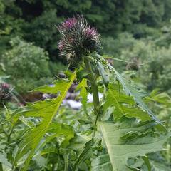 Cirsium alsophilum
