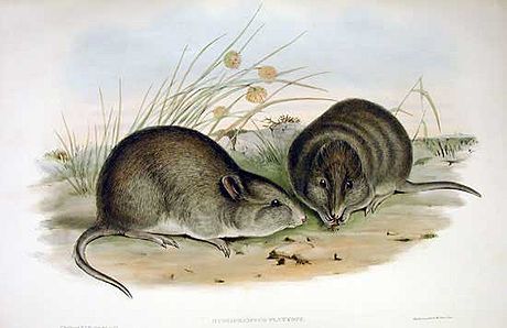 Broad-faced Potoroo
