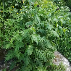 Cirsium alsophilum