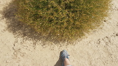 Senecio angustifolius