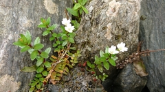Epilobium glabellum