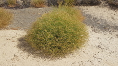 Senecio angustifolius