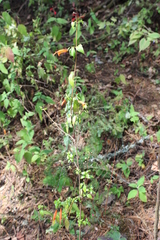 Clinopodium macrostemum