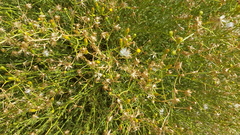 Senecio angustifolius