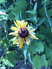 Rudbeckia hirta