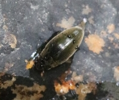 Gyrininae