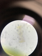 Fragilaria