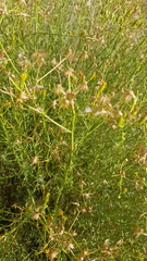 Senecio angustifolius