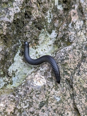 Rossiulus kessleri