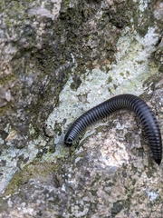 Rossiulus kessleri