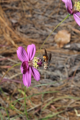 Cosmos ochroleucoflorus