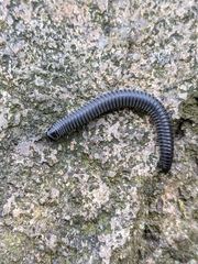 Rossiulus kessleri