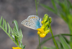 Polyommatus icarus