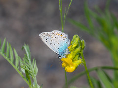 Polyommatus icarus