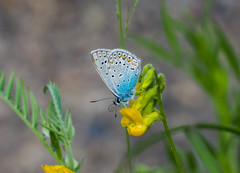 Polyommatus icarus