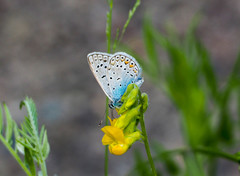 Polyommatus icarus