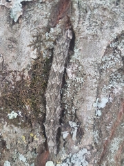 Catocala sponsa