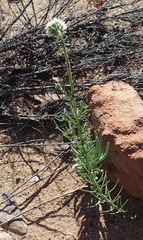 Phyllopodium elegans