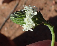 Phyllopodium elegans