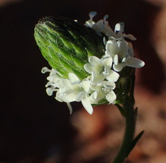 Phyllopodium elegans