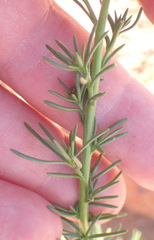 Phyllopodium elegans