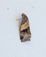 Tripudia balteata