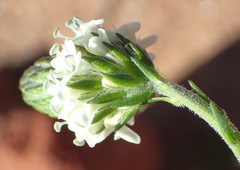 Phyllopodium elegans
