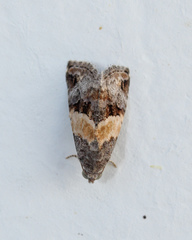 Tripudia balteata