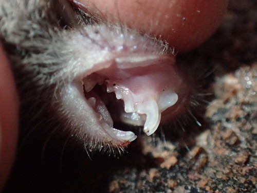 Bicolored Musk Shrew