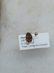 Diaperinae