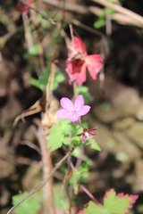Geranium lilacinum