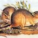 Desert Rat-Kangaroo - Photo Wikimedia Commons, no known copyright restrictions (public domain)