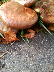 Paxillus involutus
