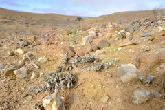 Juttadinteria attenuata