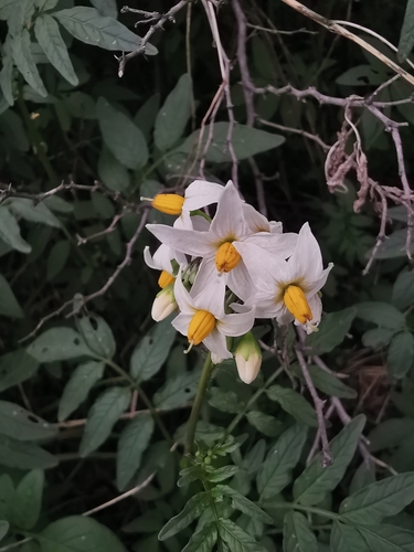 Solanum X sambucinum
