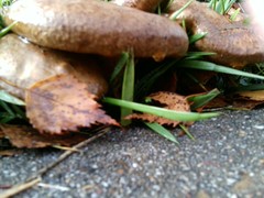 Paxillus involutus