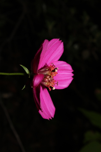 Cosmos linearifolius (Cosmos linearifolius)