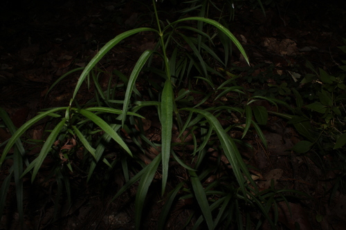 Cosmos linearifolius (Cosmos linearifolius)