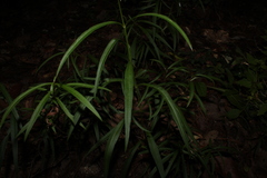 Cosmos linearifolius