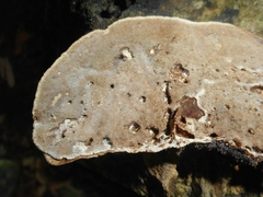 Coriolopsis
