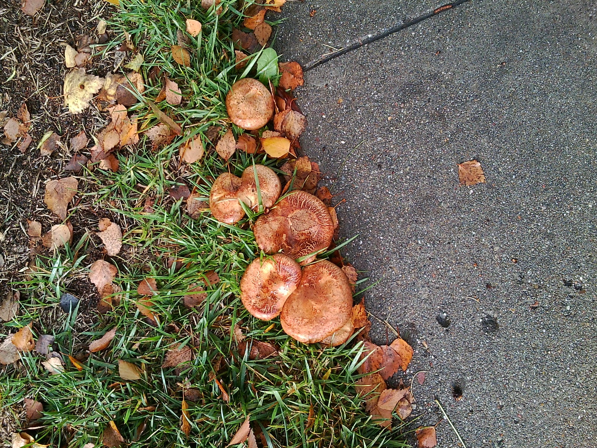 Paxillus involutus image