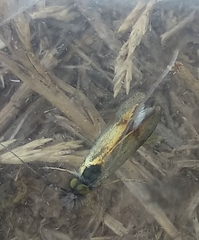 Nemophora albiciliellus